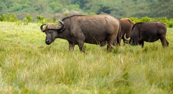 Arusha