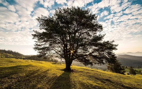 Suceava